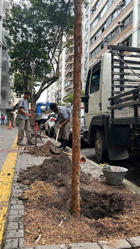 Zona Sul de Niterói recebe corredor de árvores de pau brasil Cidade