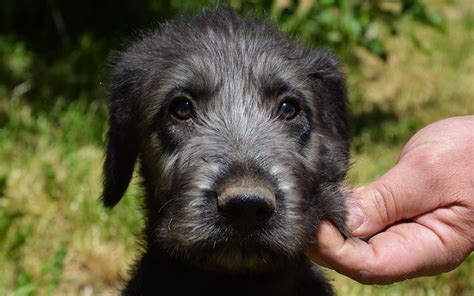 Irish Wolfhound Puppies Breed information & Puppies for Sale