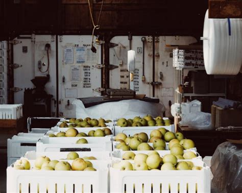 Honoring the Cider Making Process | Chelsea Green Publishing