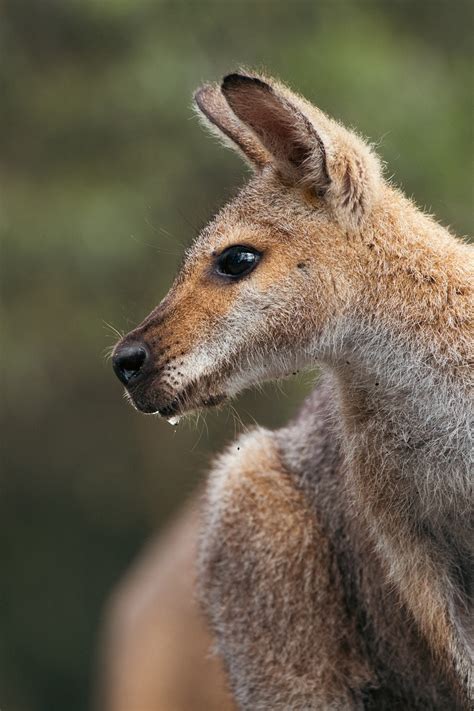 Animal Kangaroo Marsupial Free Photo On Pixabay