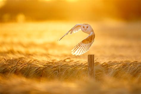 year search  frances golden owl hidden treasure