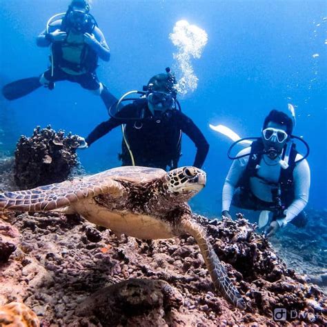 Samoa Dive And Snorkel Padi Guided Tours Pacific Island