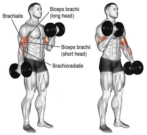 Bicep Curl Muscle Diagram