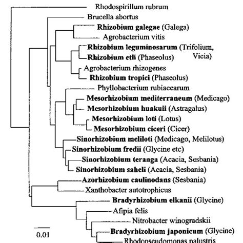 Fig Ure S Rdna Phylo Gen Etic Tree Of Rhizobia Bold Let Ters And