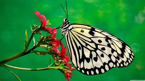 Nature Butterfly Wallpapers 4k Hd Nature Butterfly Backgrounds On