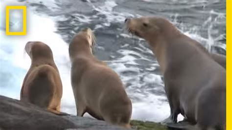 Sea Lion Eating