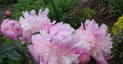 PEONIES, PEONIES, PEONIES: Peonies as Cut Flowers