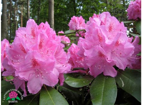 Latvijas stādi Rhododendron Ilma mūžzaļais rododendrs šķirne