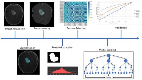 A Scheme Representing The Process Of Developing A Radiomics Model 1 Download Scientific