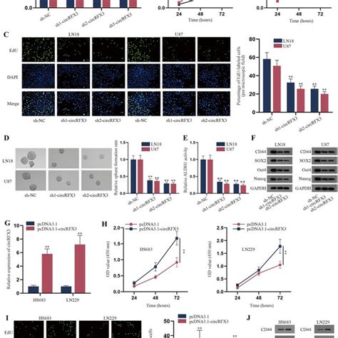 Circrfx3 Promotes Proliferation And Stemness Of Glioma Cells Download