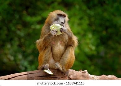 673 Guinea baboon Images, Stock Photos & Vectors | Shutterstock