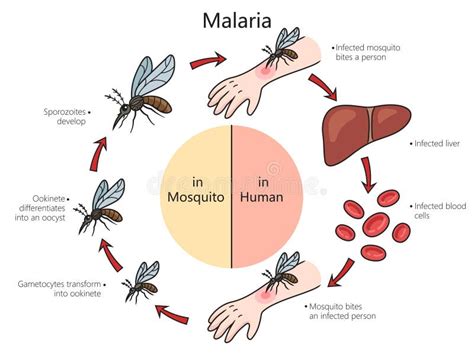 Diagrama De Estructura De La Enfermedad De La Malaria Stock De