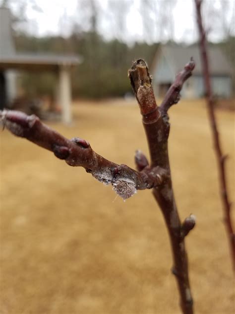 Wooly Apple Aphid – Control | Walter Reeves: The Georgia Gardener