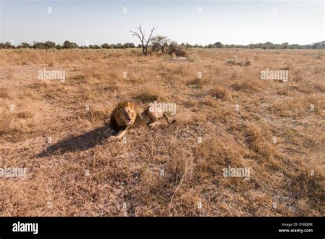 Africa Botswana Moremi Game Reserve Aerial View Of Male Lion