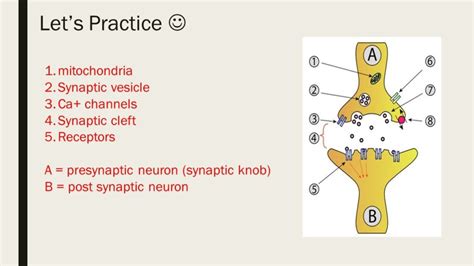 The Anatomy Of A Synapse Worksheets Answers Printable Worksheets