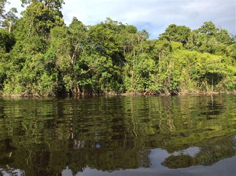 Caracter Sticas E Importancia De Los Manglares Colombia Verde