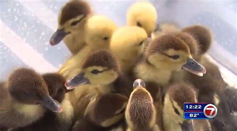 Bso Deputies Rescue Ducklings From Drain After Mother Duck Hit By Car