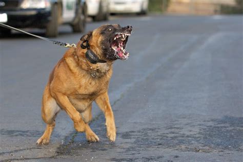 Belgian Malinois Army Dogs • Globerove.com