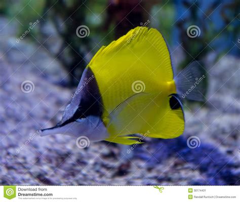 Longnose Butterflyfish stock image. Image of butterflyfish - 30174431