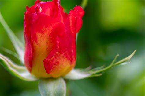 Flower, Rose, Chinese Rose Free Stock Photo - Public Domain Pictures