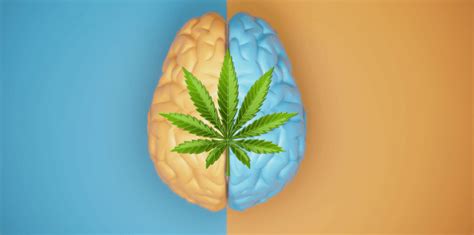 New Study Debunks Adult Cognitive Impairment From Cannabis