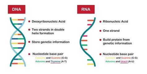 Dna Rna Diagram Quizlet