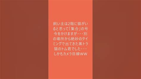 飼い主の「集合 」の号令に・・・絶妙のタイミングで意外な場所から出て来る黒トラ猫 猫動画 スコティシュフォールド Short Youtube