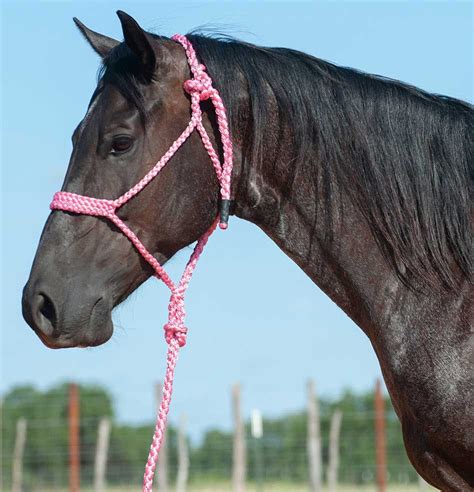 Flat Braid Horse Halter W 9 Lead Cashel Halters Halters Leads