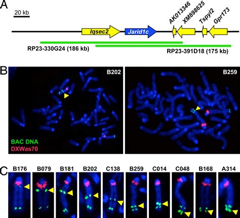 Escape From X Chromosome Inactivation Is An Intrinsic Property Of The