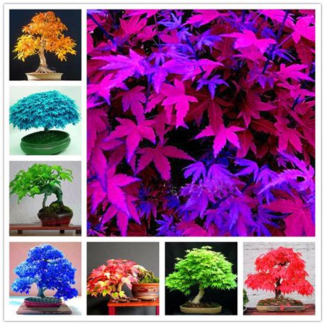 Pcs Very Rare Japanese Rainbow Maple Bonsai Tree Garden Plants For