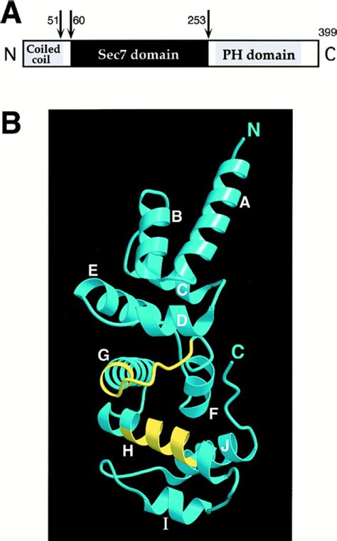 Guanine Nucleotide Exchange Factor