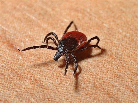 How To Avoid Ticks While Hiking