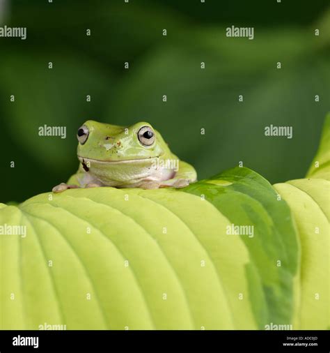 Whites Tree Frog Litoria Caerulea Stock Photo Alamy