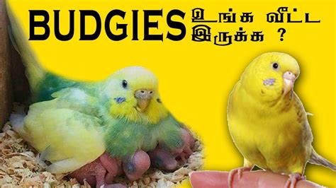 How To Take Care Of Your Baby Budgie Tips And Tricks Tamil Budgies