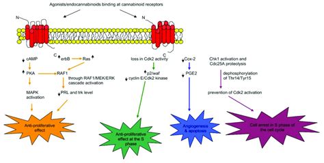 Schematic Representation Of Examples Of Different Pathways Associated