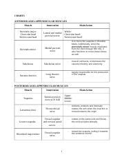 Ue Muscle Chart Docx Charts Anterior Axio Appendicular Muscles Muscle