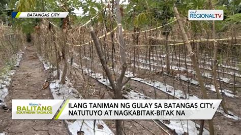 Balitang Southern Tagalog Ilang Taniman Ng Gulay Sa Batangas City