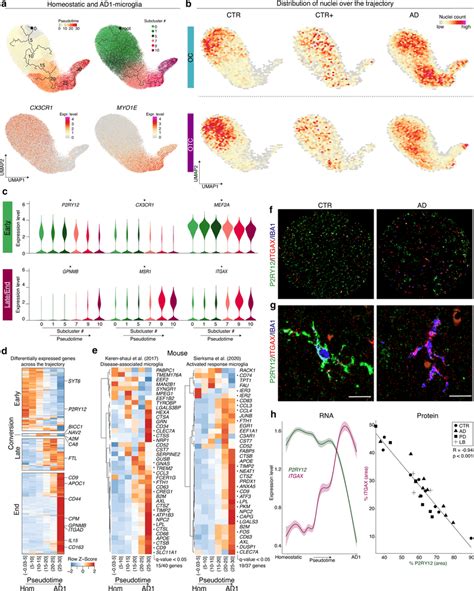 Ad1 Microglia Subclusters Gradually Transition Towards A Download Scientific Diagram