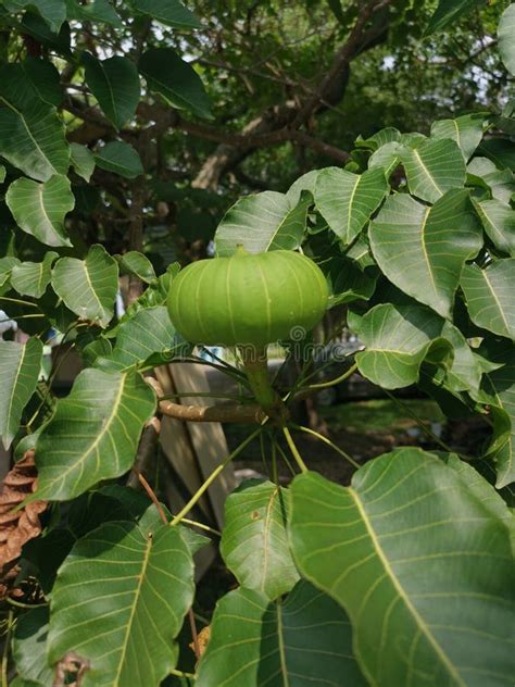 Hura Crepitans Fruit Of The Sandbox Tree Stock Image Image Of