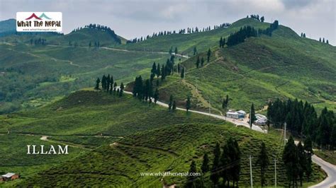 Illam All You Need To Know What The Nepal