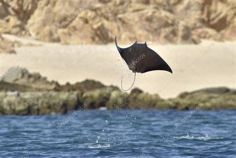 Mobula ray jumping out of water — Stock Photo © SURZet #145115799