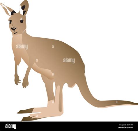 Kangaroo Isolated Against A White Background Australian Common Animal