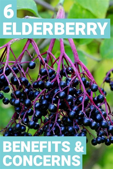 Elderberry Benefits