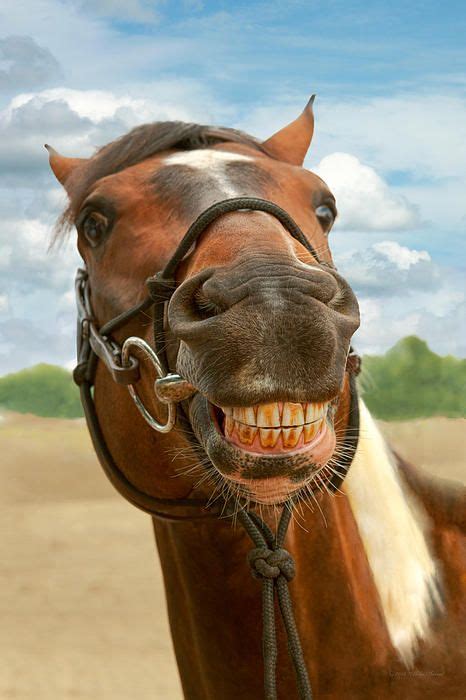 31+ Smiling horses images ideas | smallhorsestabledesigns