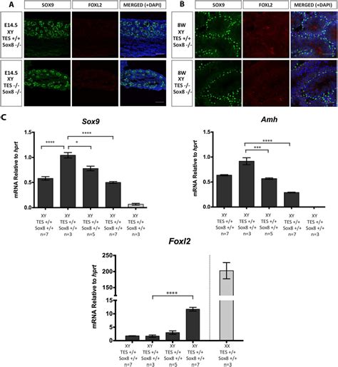 Immunofluorescence And Real Time Quantitative Rt Pcr Analysis Of Mice