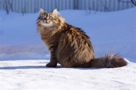 Sibirya Kedisi Kedi Türleri Evcilpet