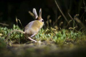 15 Joyful Jerboa Facts - Fact Animal