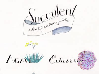 Succulent Identification Guide by Amanda DiGiondomenico on Dribbble