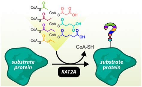 The Acyl CoA Specificity Of Human Lysine Acetyltransferase KAT2A