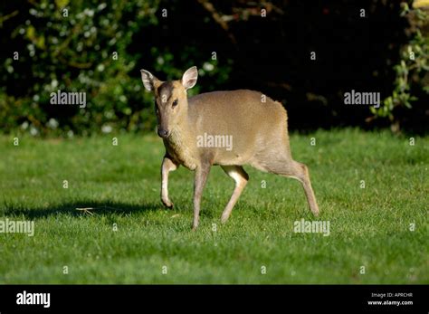 Chinese Muntjac Deer Muntiacus Reevesi Oxfordshire Uk Stock Photo Alamy